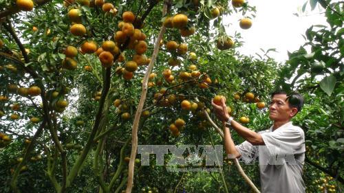 Thời tiết thất thường, quýt hồng giảm năng suất 